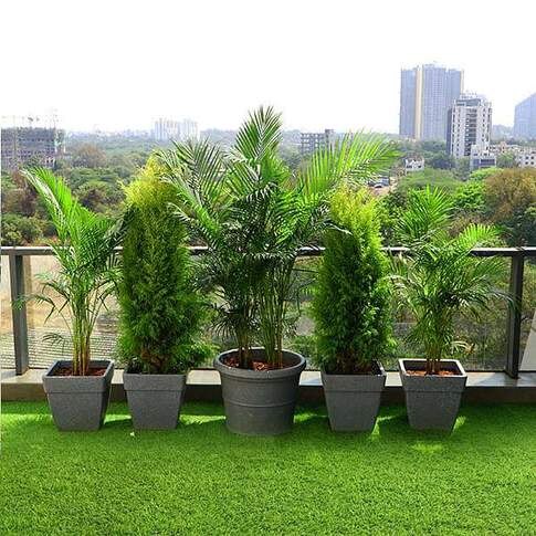 Evergreen Plants For Terrace Garden Combo Plants Pack